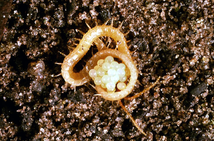 Soil centipedes are caring mothers