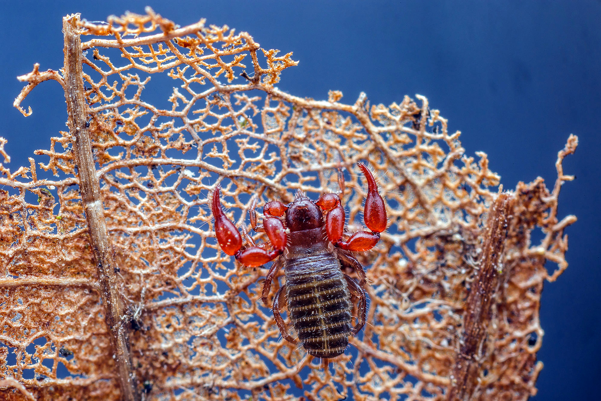 Pseudoscorpion on a lacy, ragged leaf