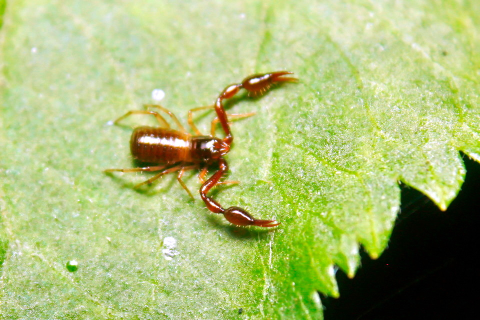 Pseudoscorpion