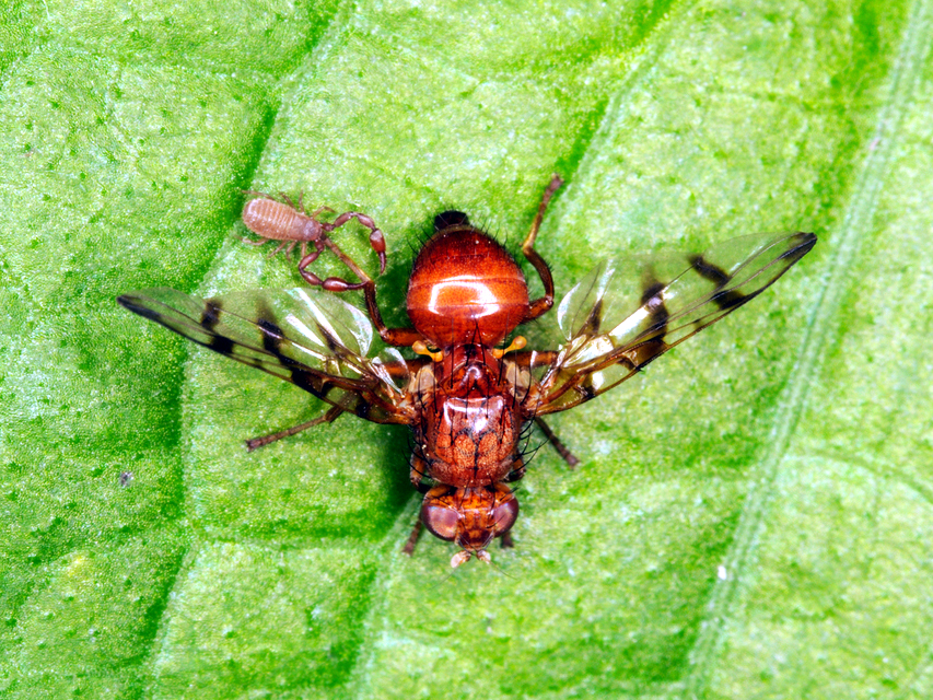 Pseudoscorpions often use insect ’taxi’