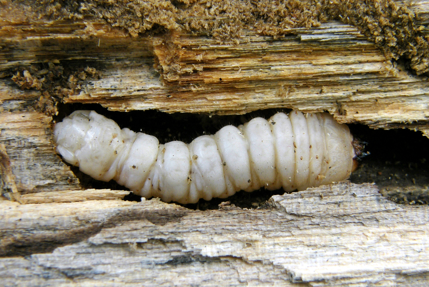 Larval