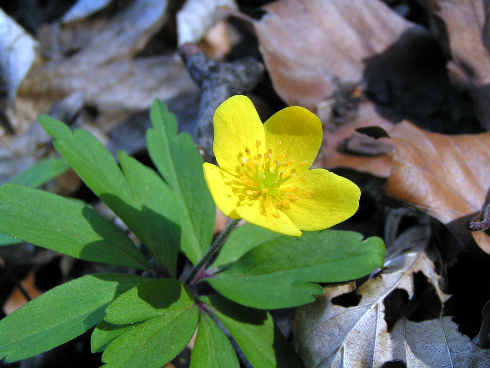 Yellow anemone