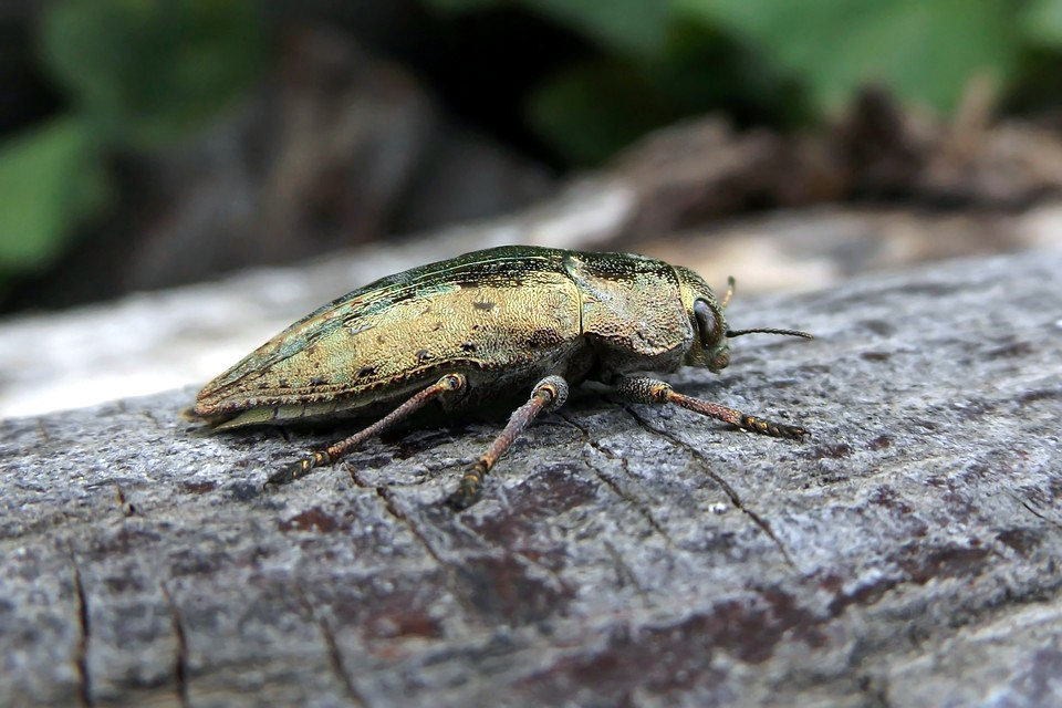 Berlin jewel beetle