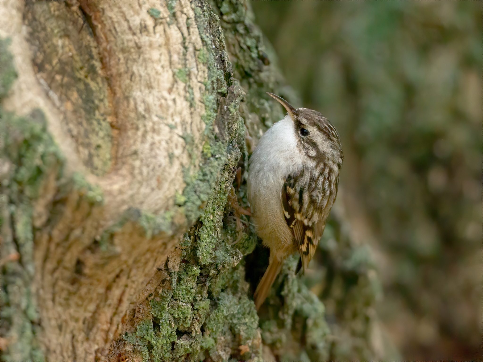 Treecreepers (Certhia sp.)