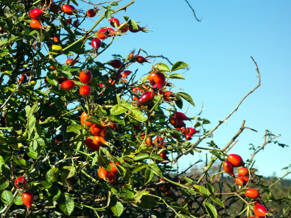 Rose hip