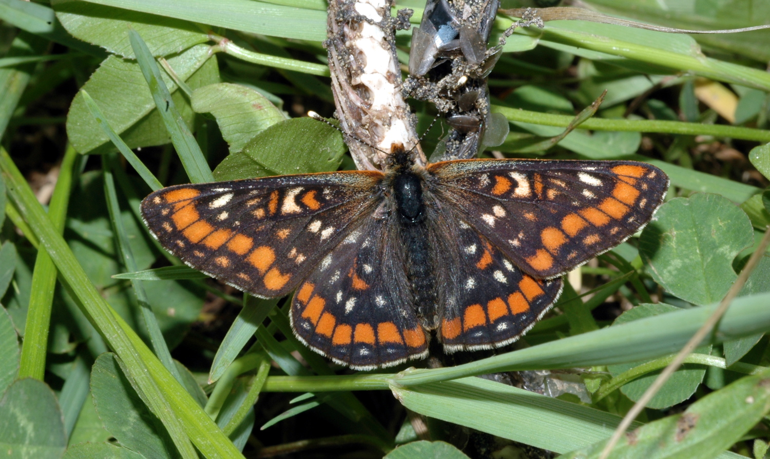 Scarce fritillary