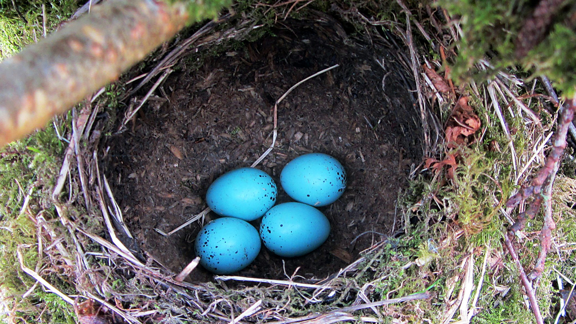 Song thrush’s nest