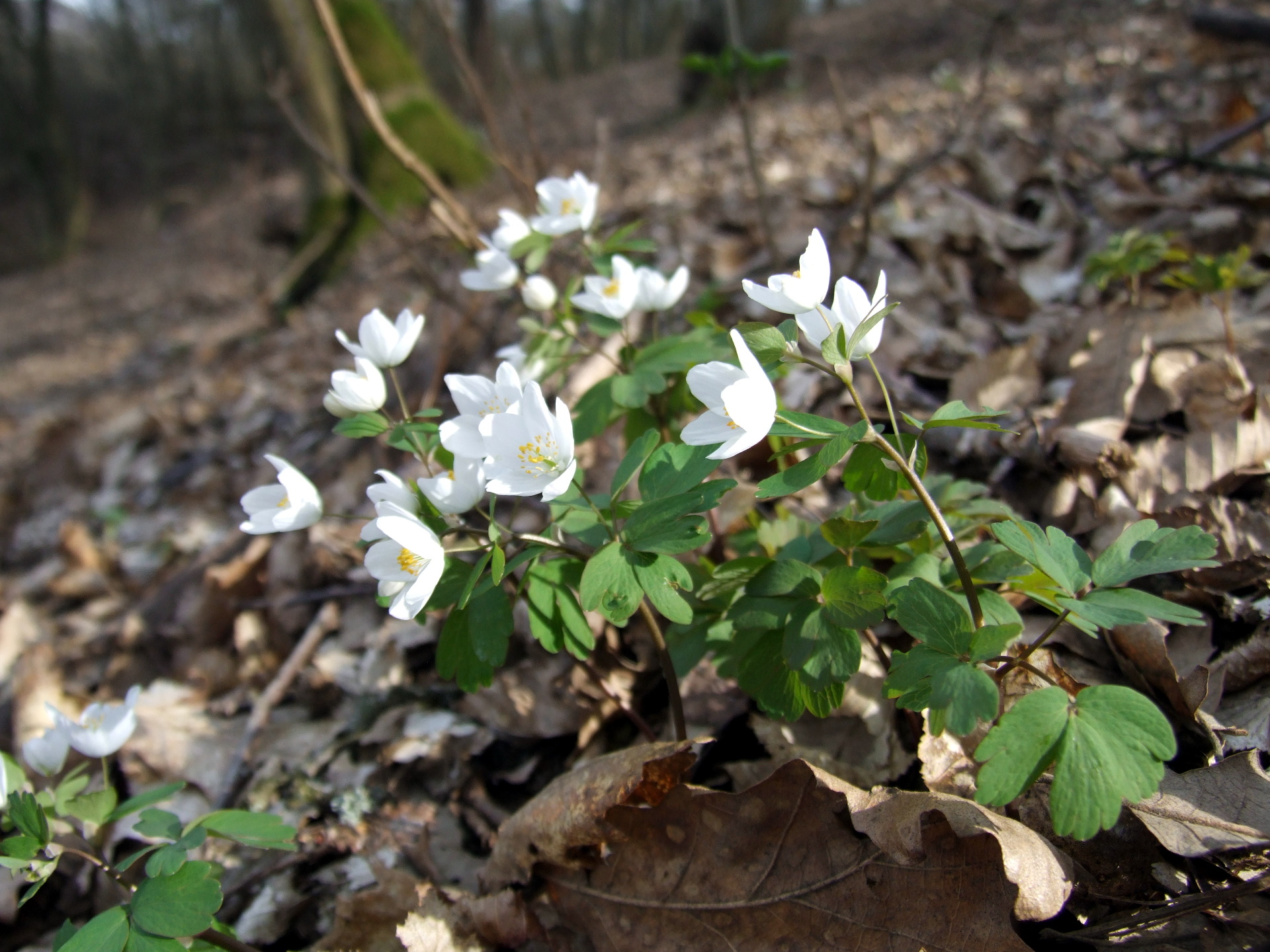 Rue-anemone