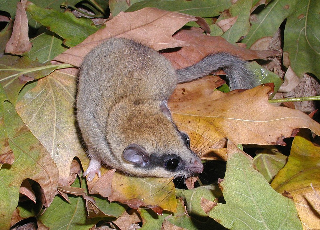 Forest dormouse