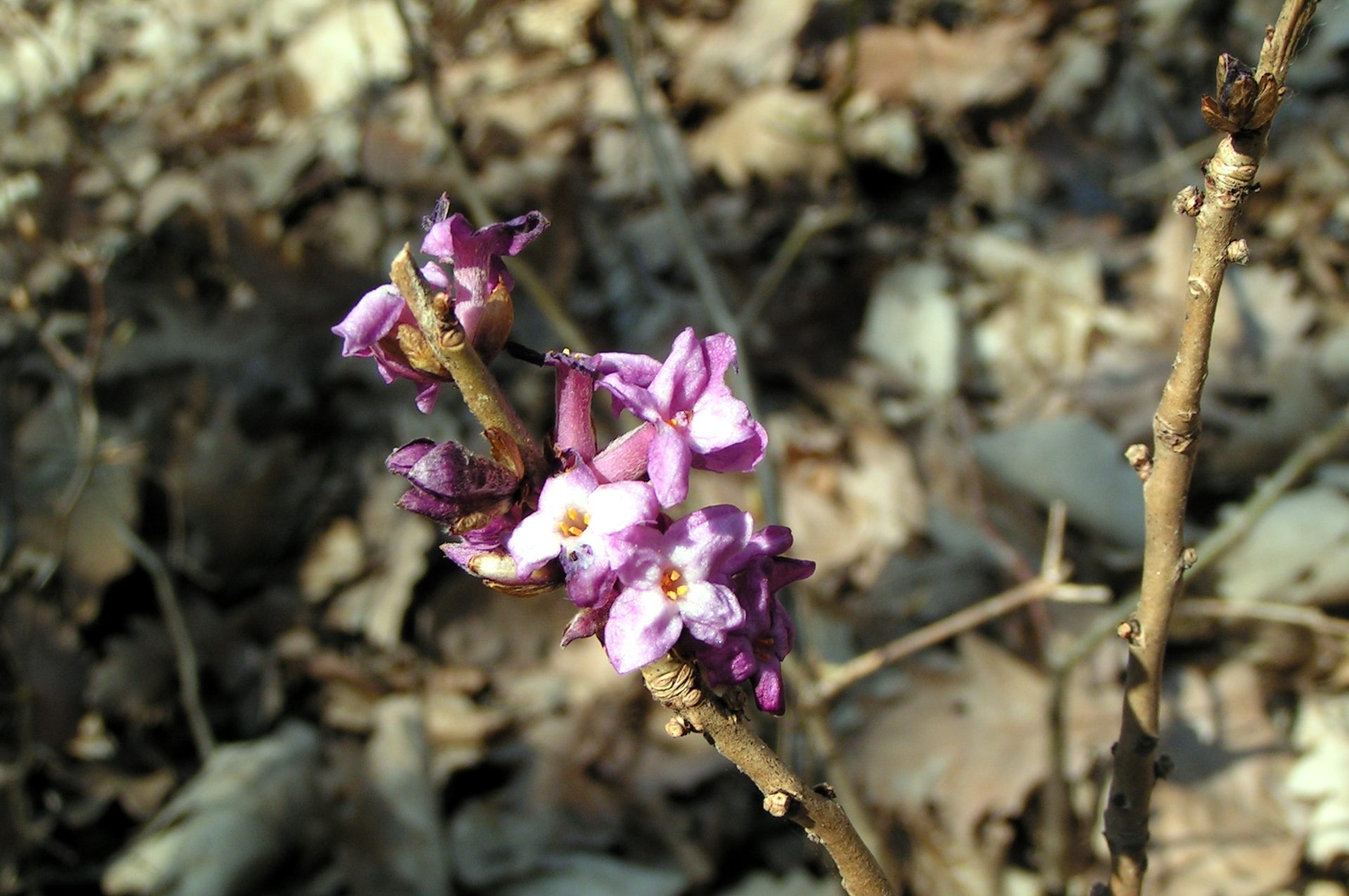 February daphne