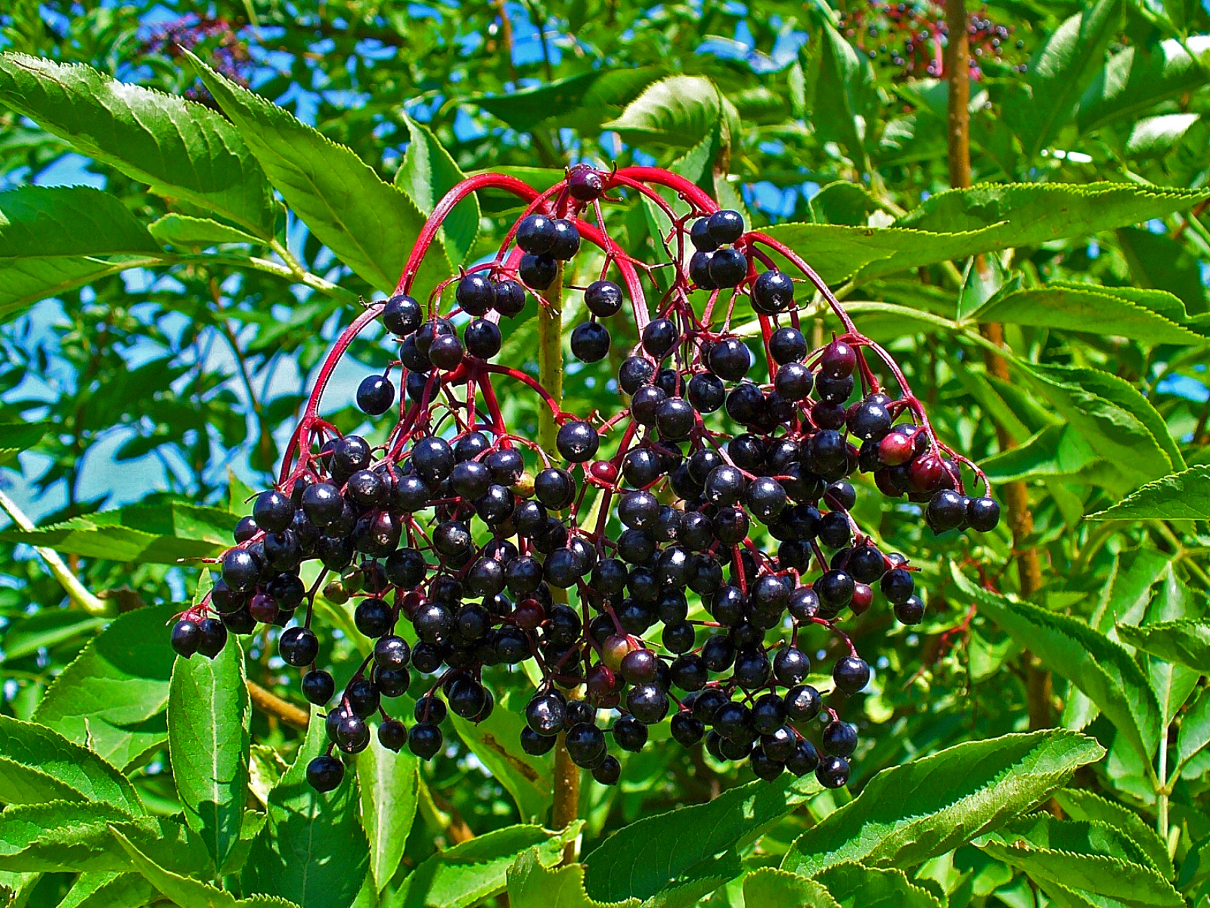 Elderberry