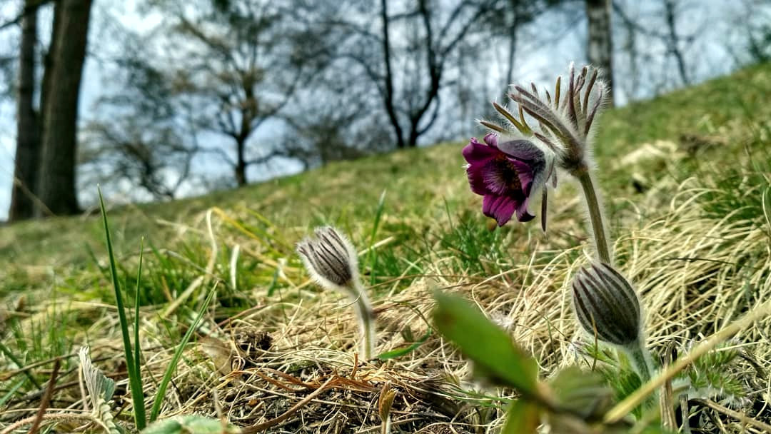 Meadow pasque flower