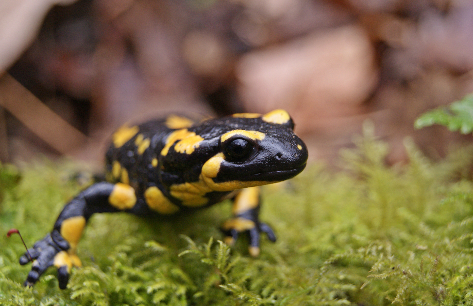 Fire salamander