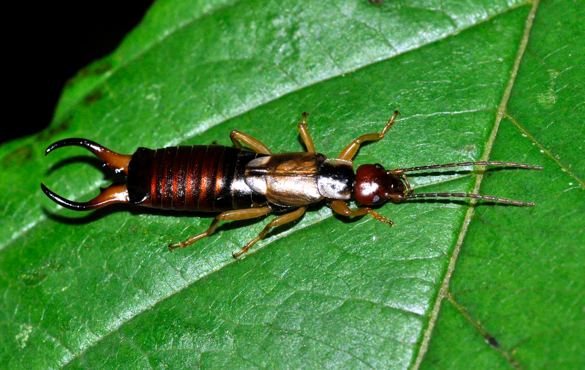 Earwig