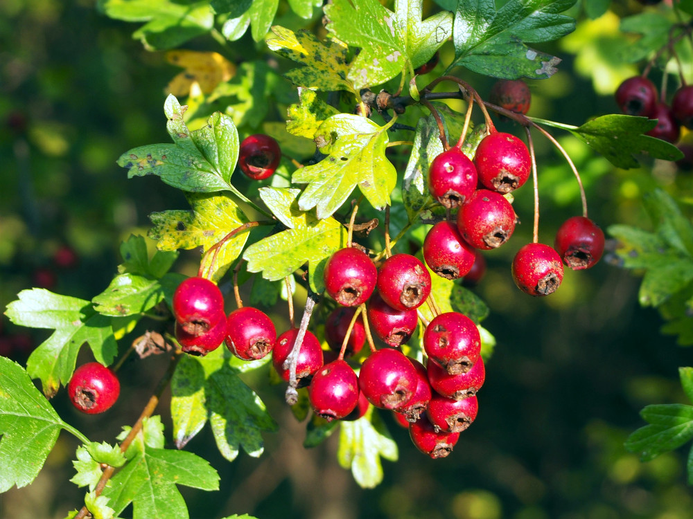 Hawthorn