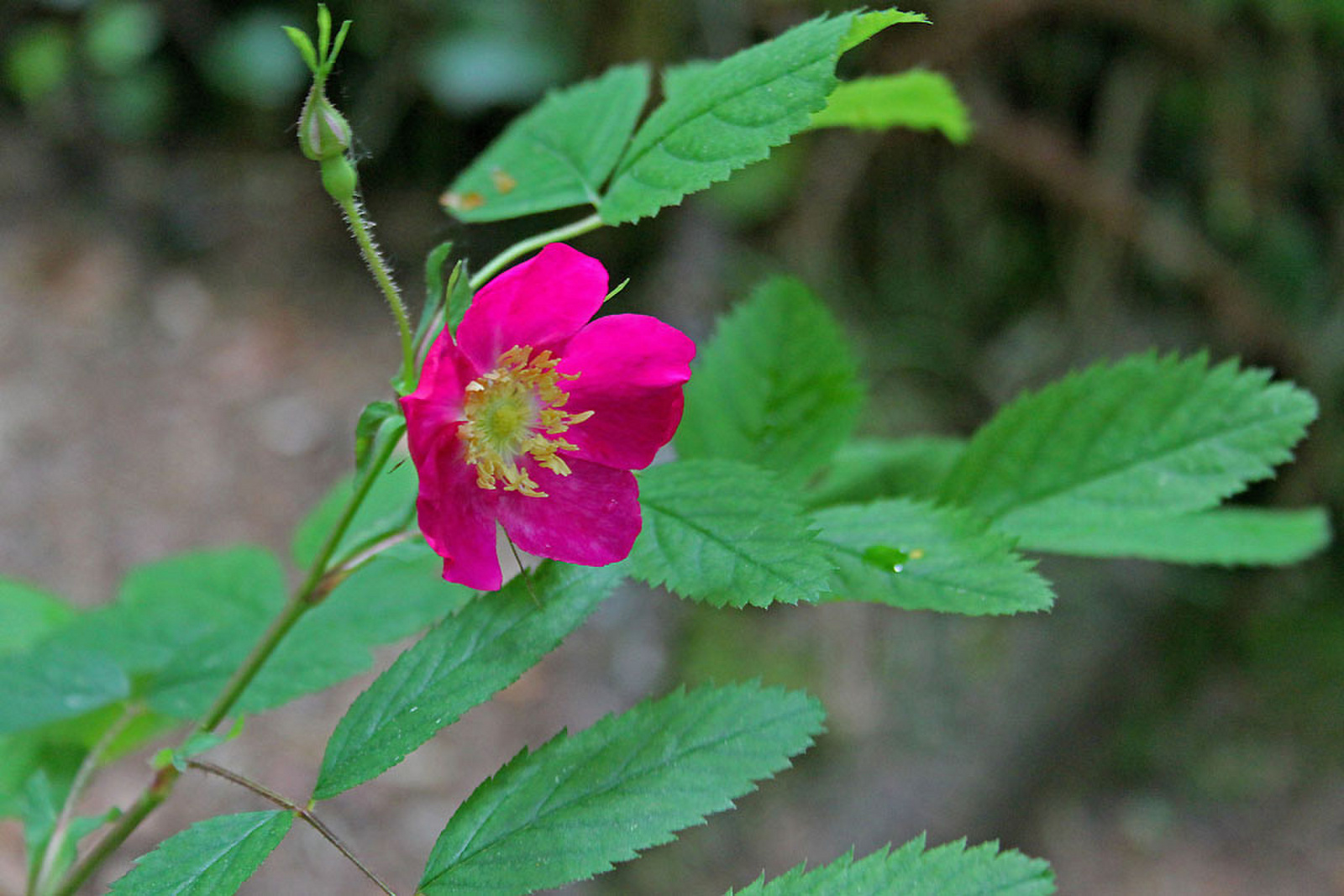 Alpine rose