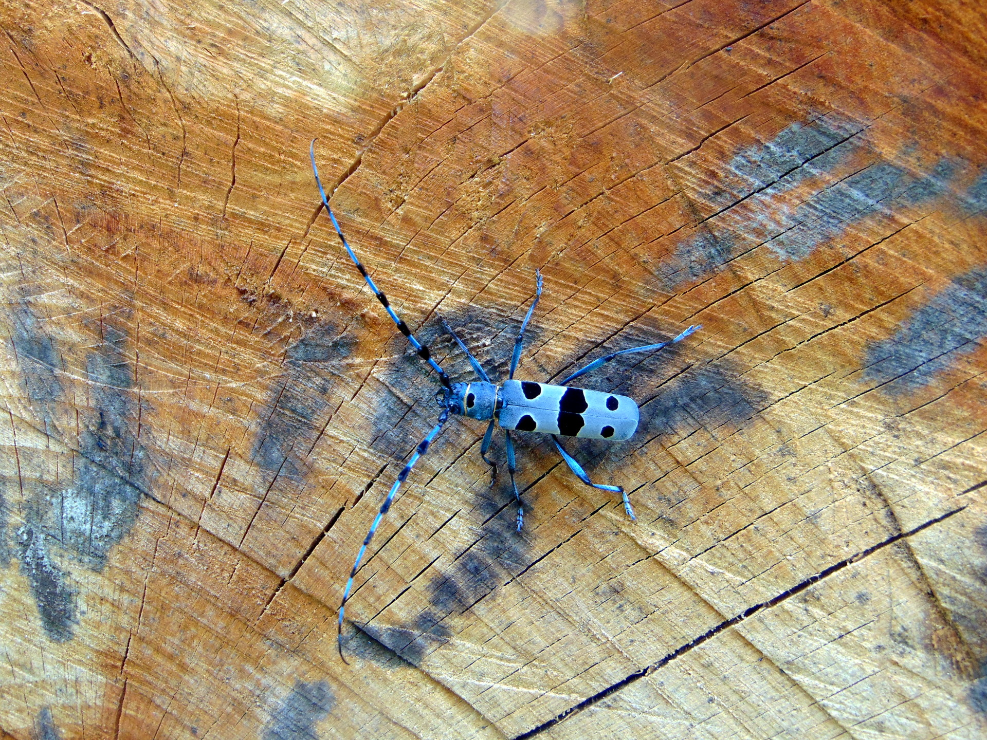 Alpine longhorn beetle