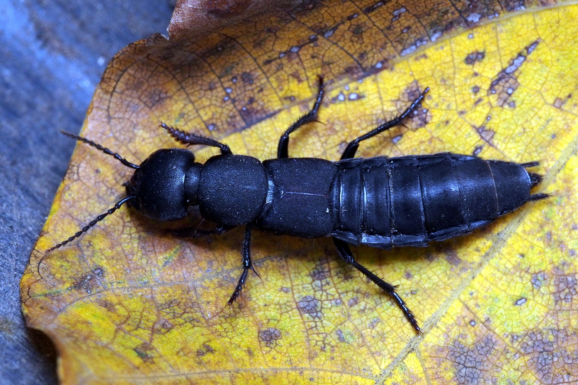 Rove beetle