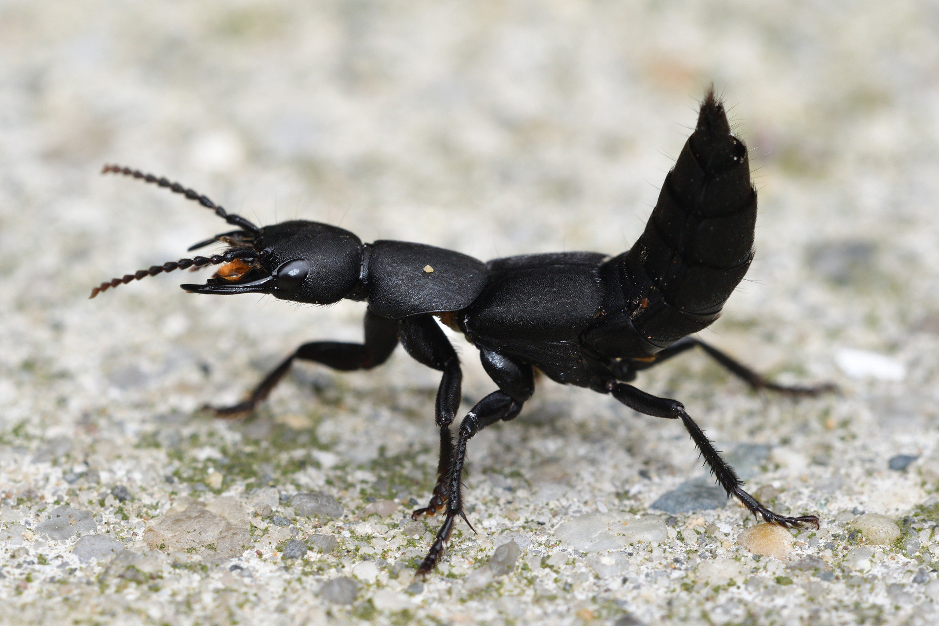 Rove beetle