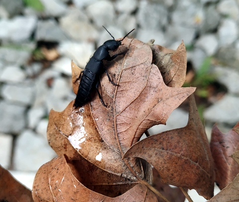 Rove beetle