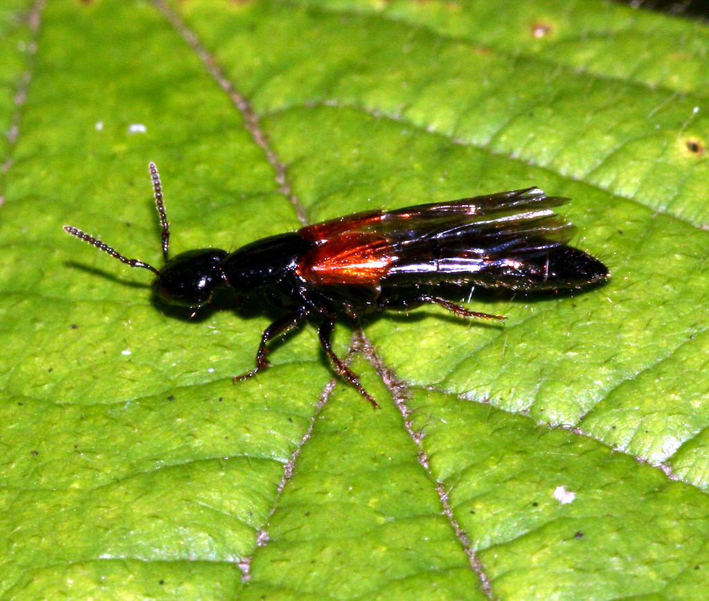 Rove beetle