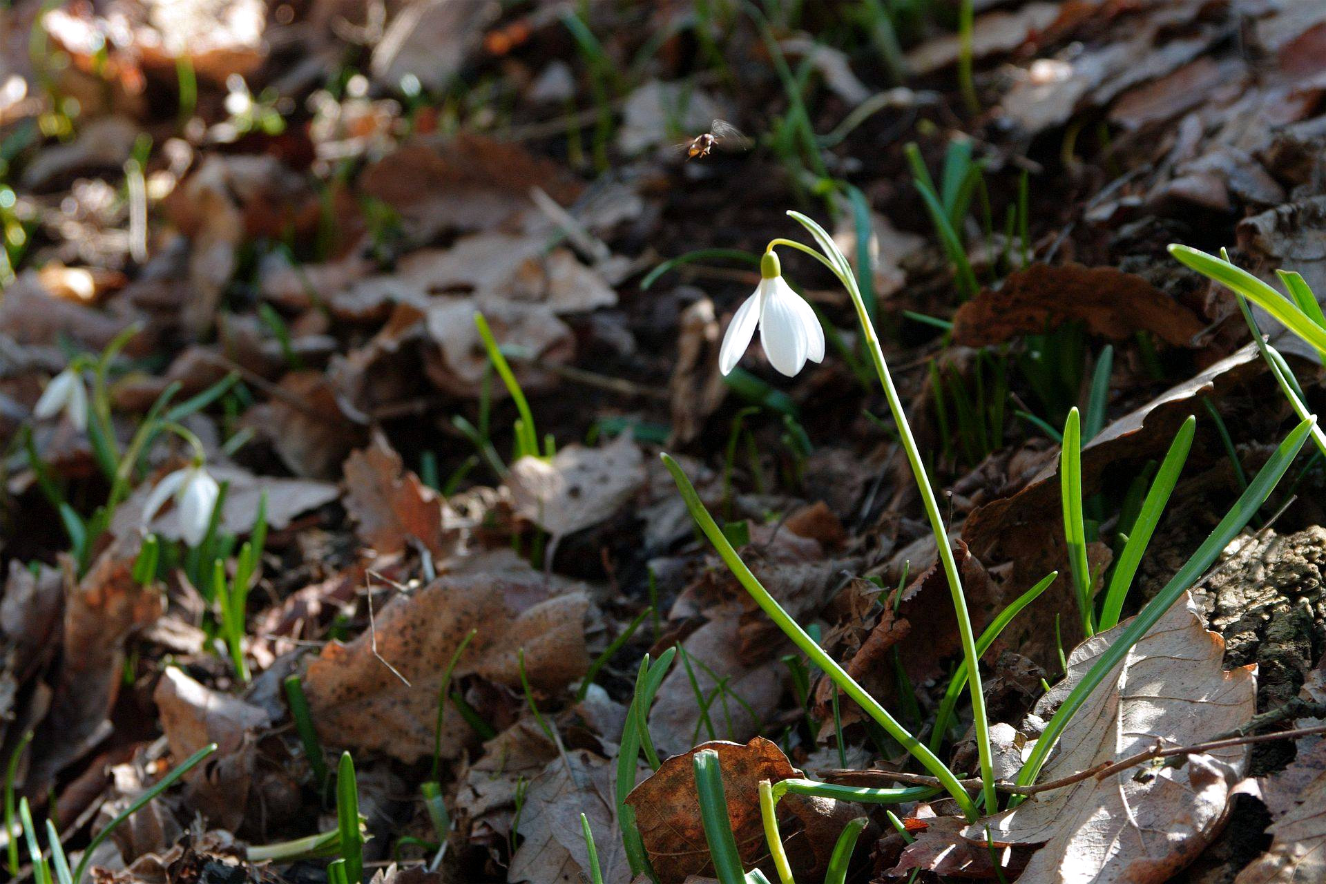 Snowdrop