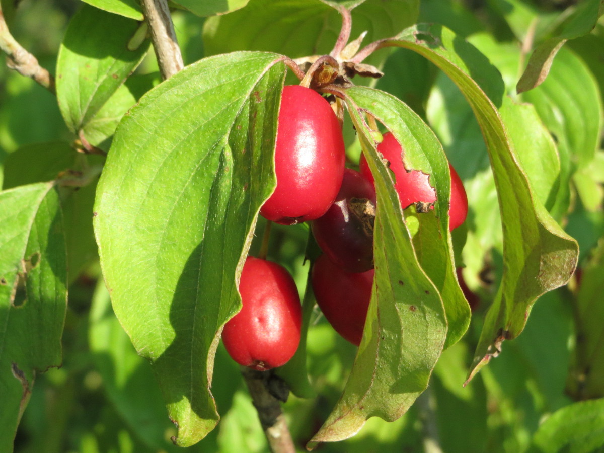 Cornelian cherry