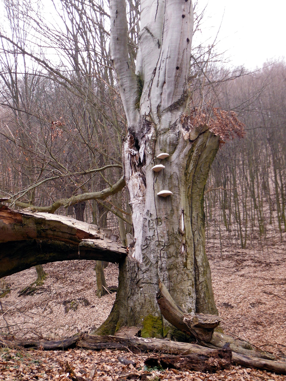 Decaying old beech with several microhabitats.