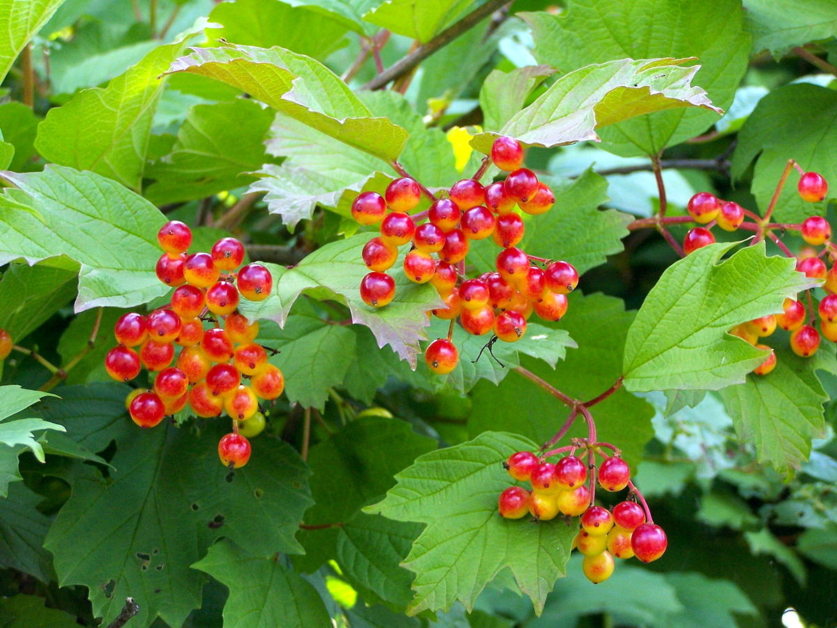 Guelder-rose