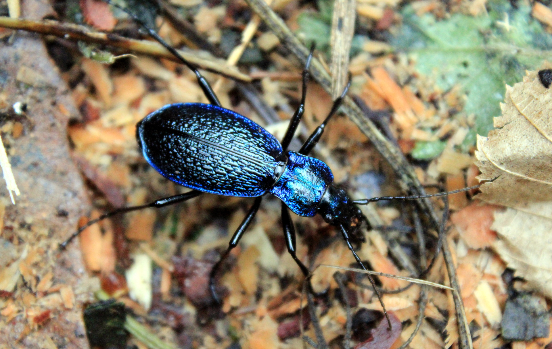 Blue ground beetle