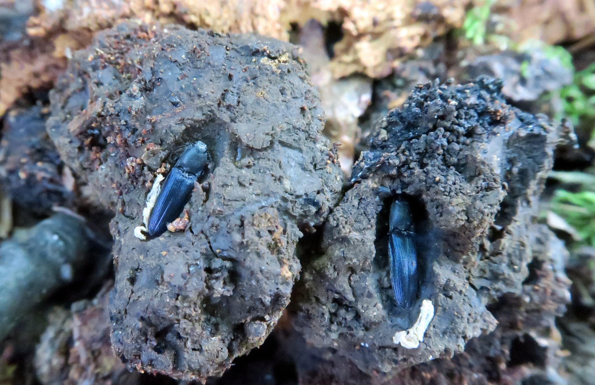 Violet click beetle