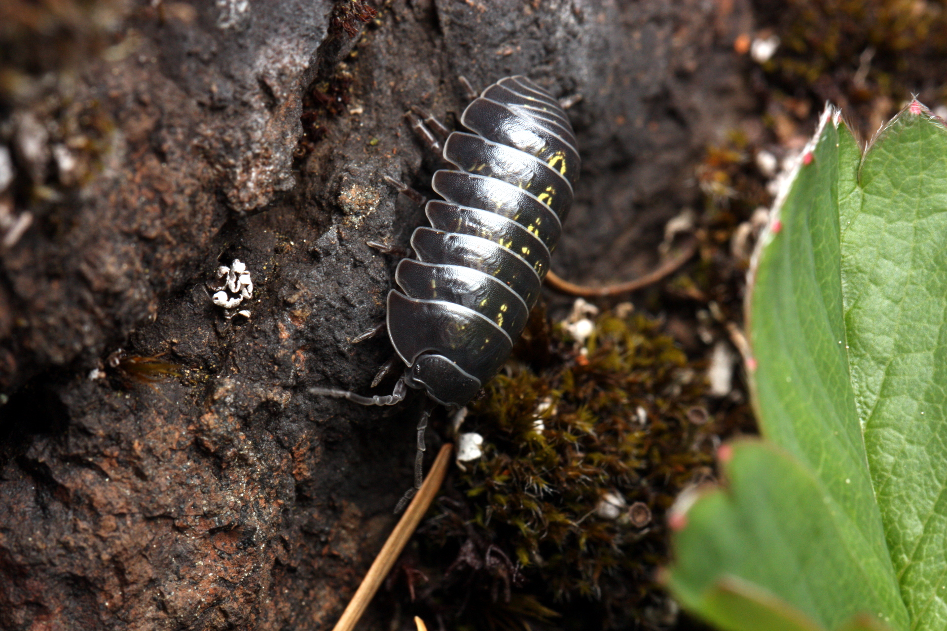 Common pill woodlouse