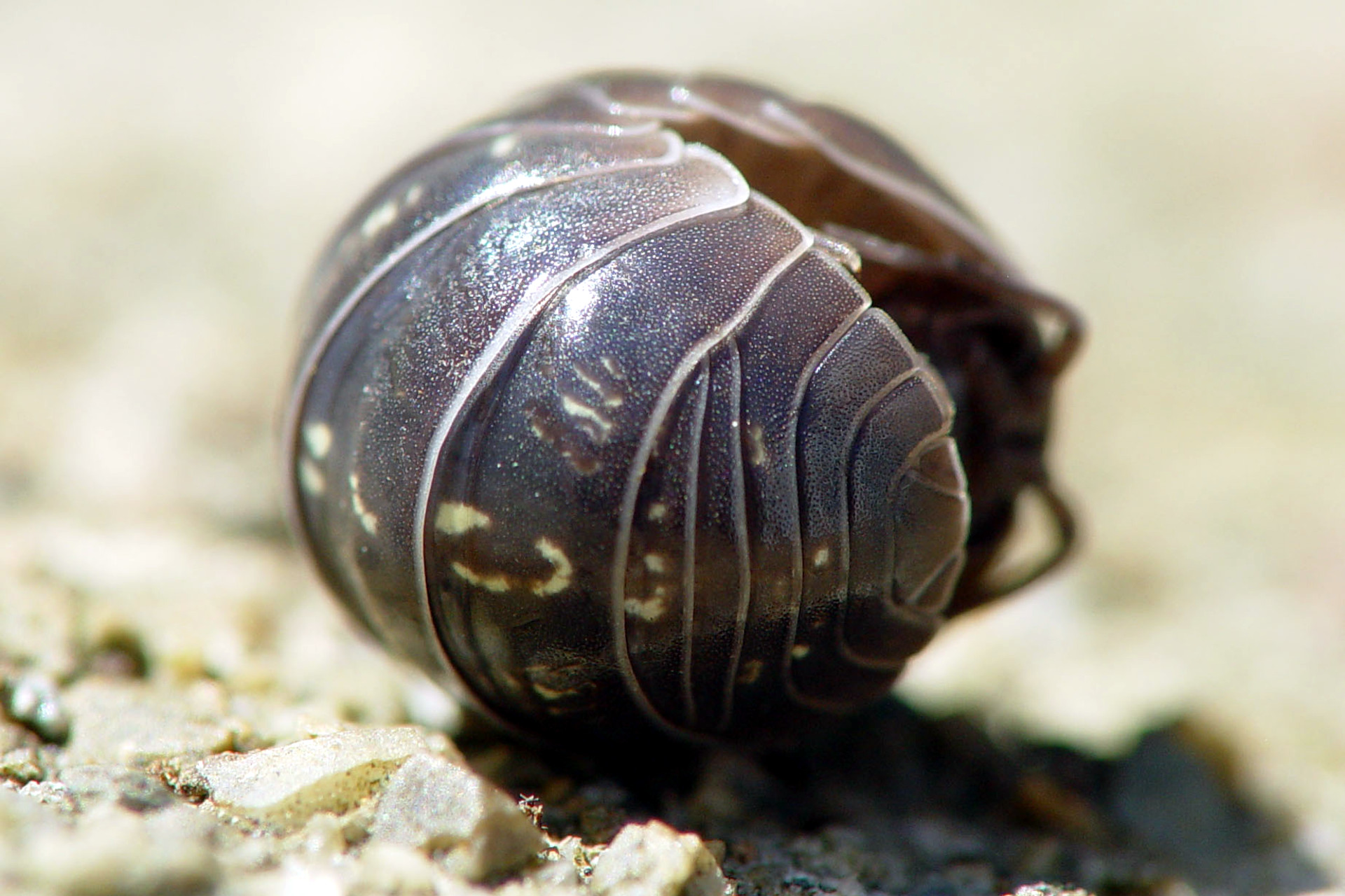 Common pill woodlouse, rolled into a ball