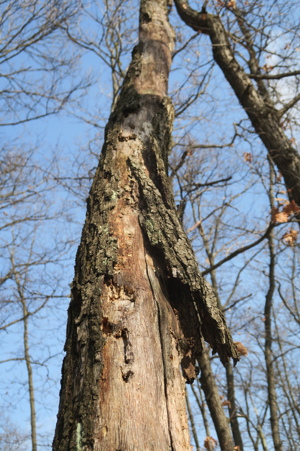 Barbastelle bats usually dwell under loose bark.