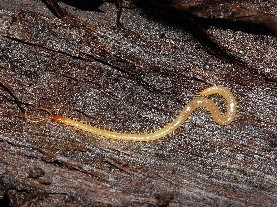 Soil centipede