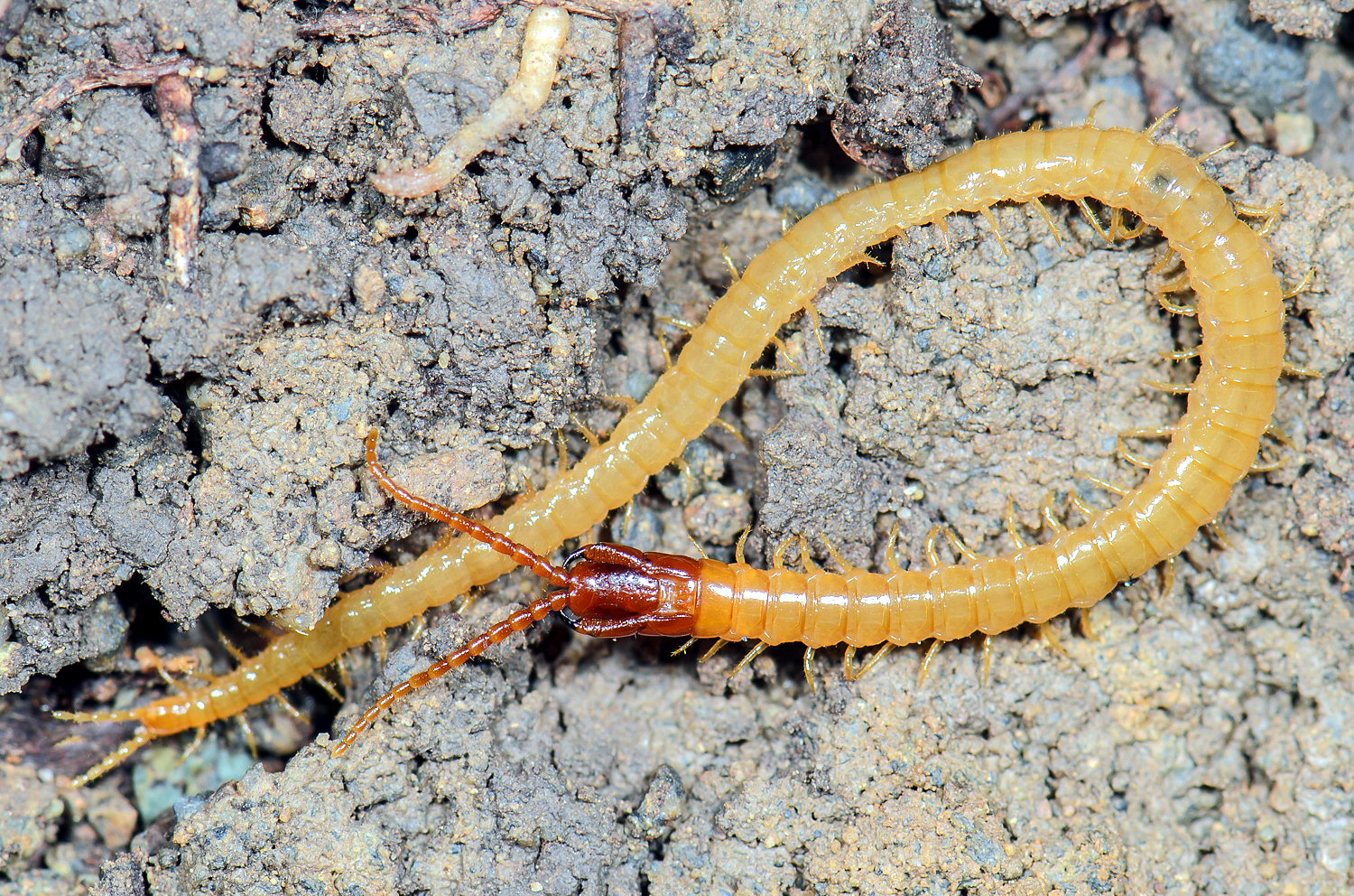 Since soil centipedes live underground, they do not have eyes, they are completely blind