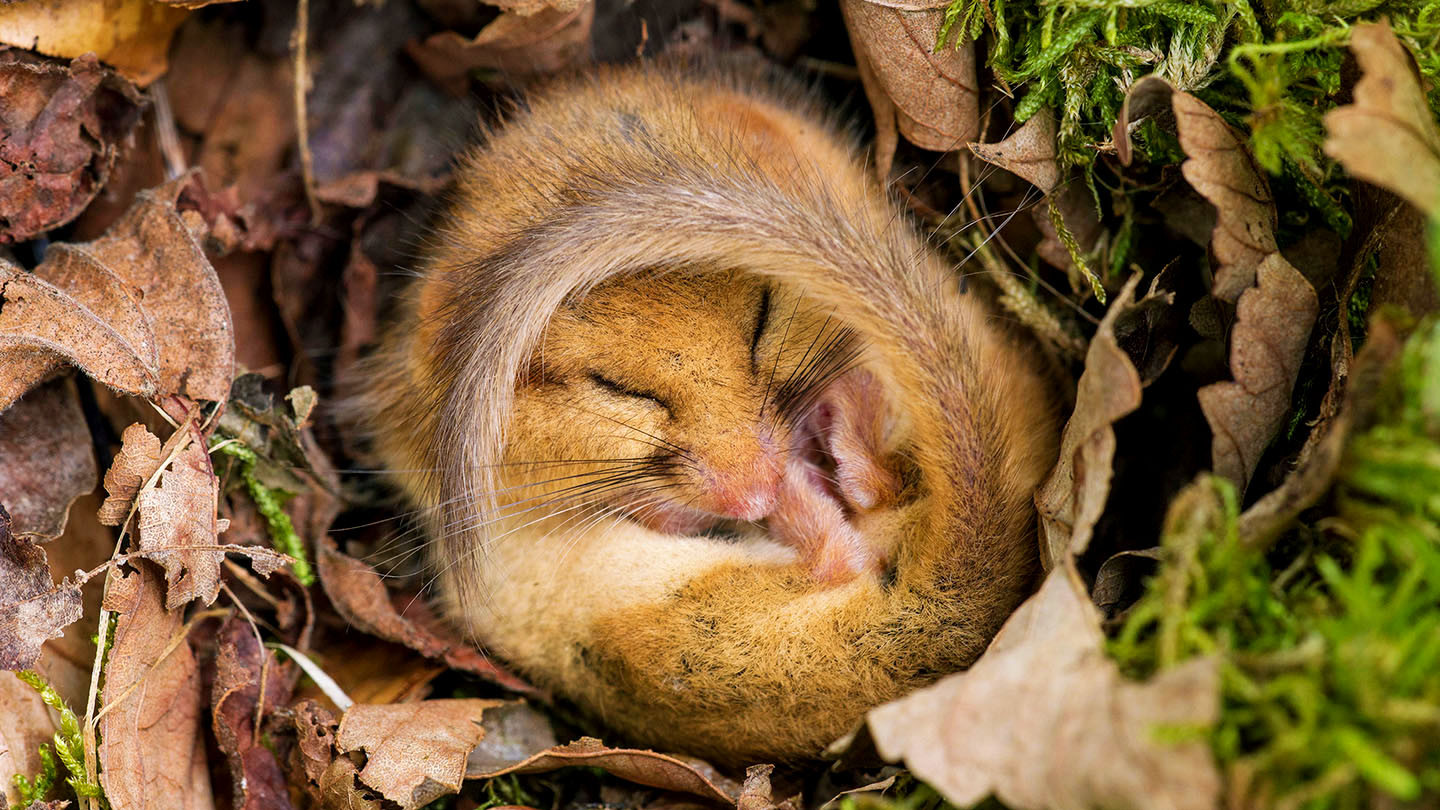 Small hazel dormouse