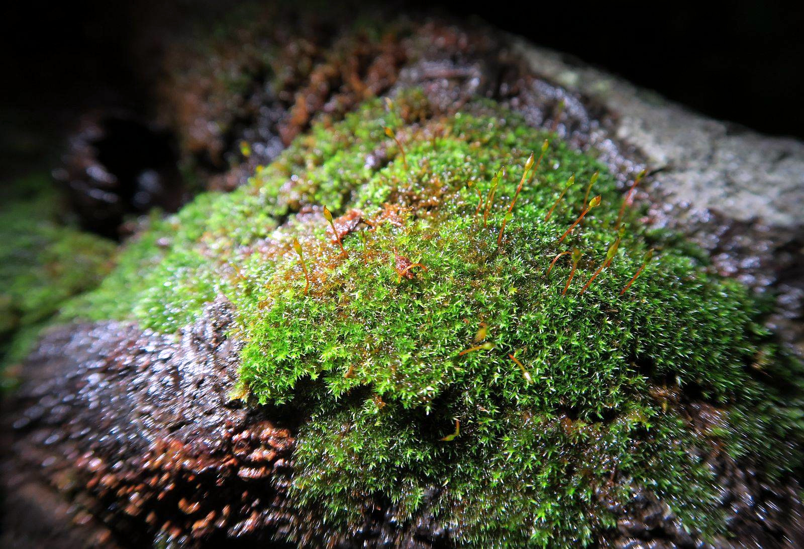 Knothole moss