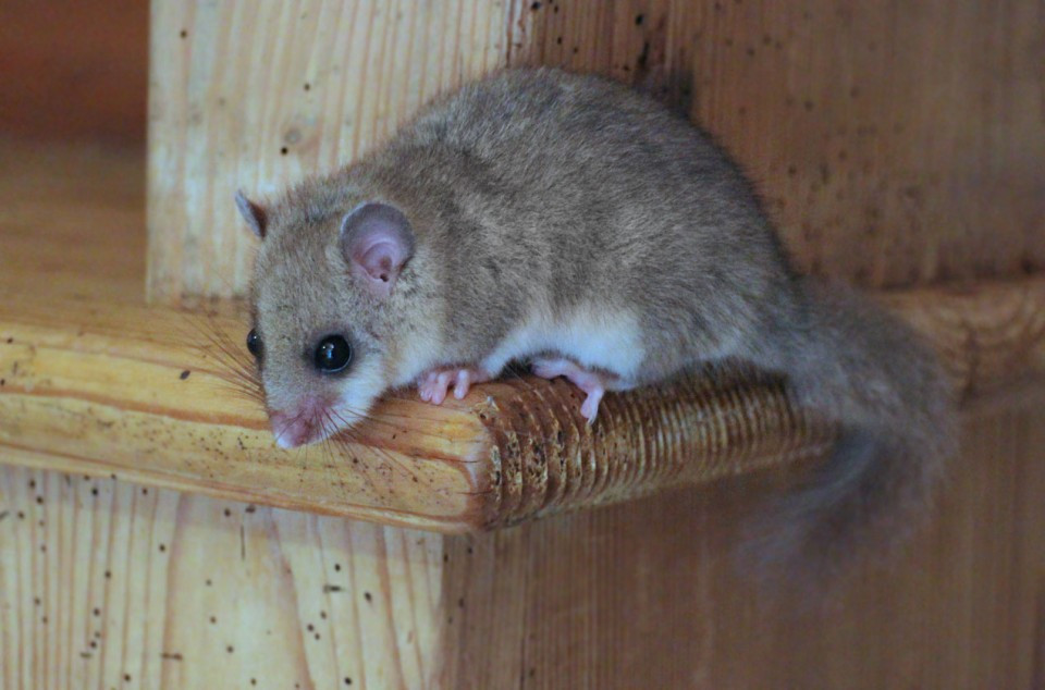 Fat dormouse