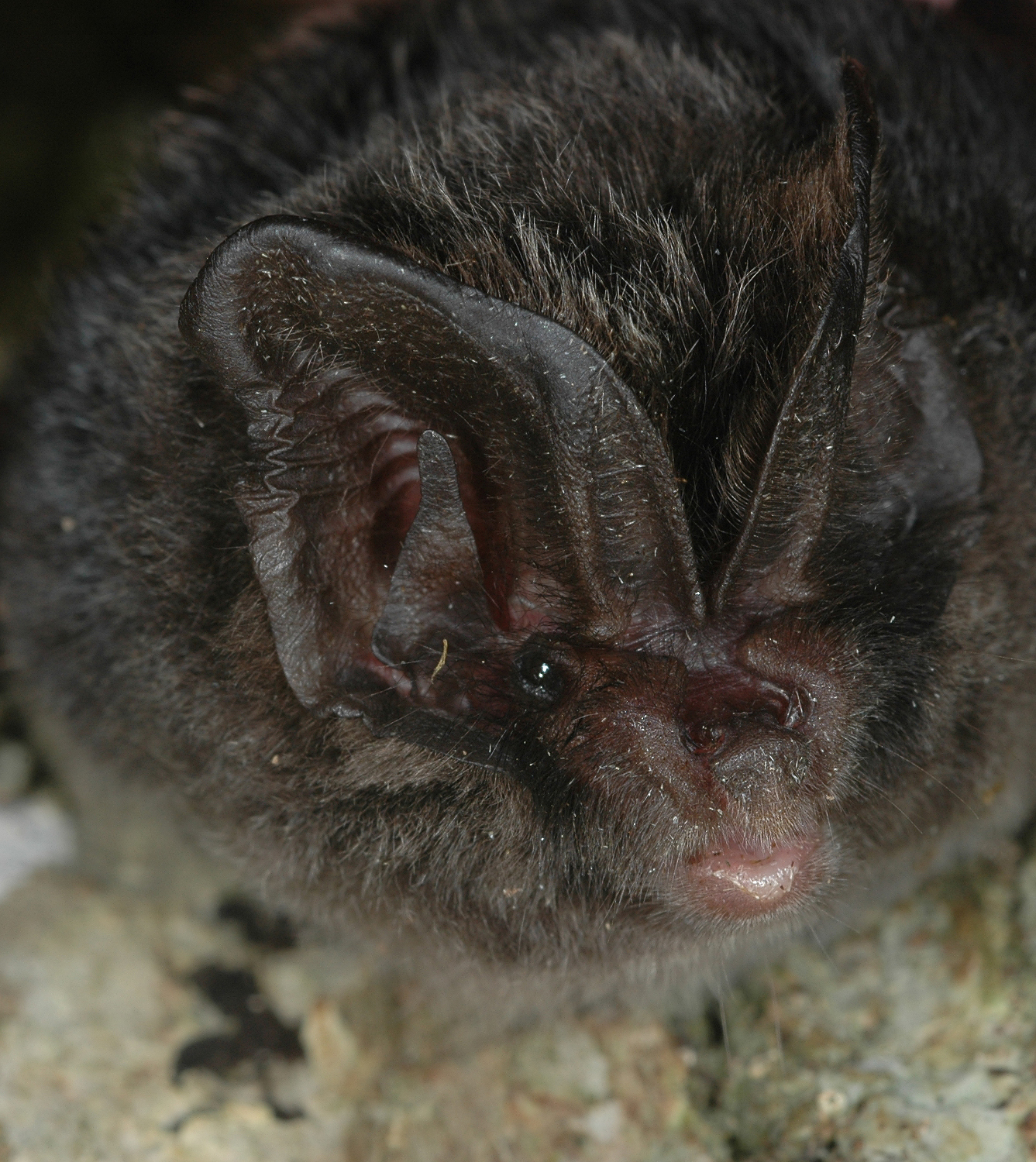 Barbastelle bat