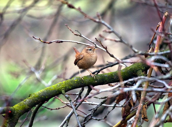 Wren