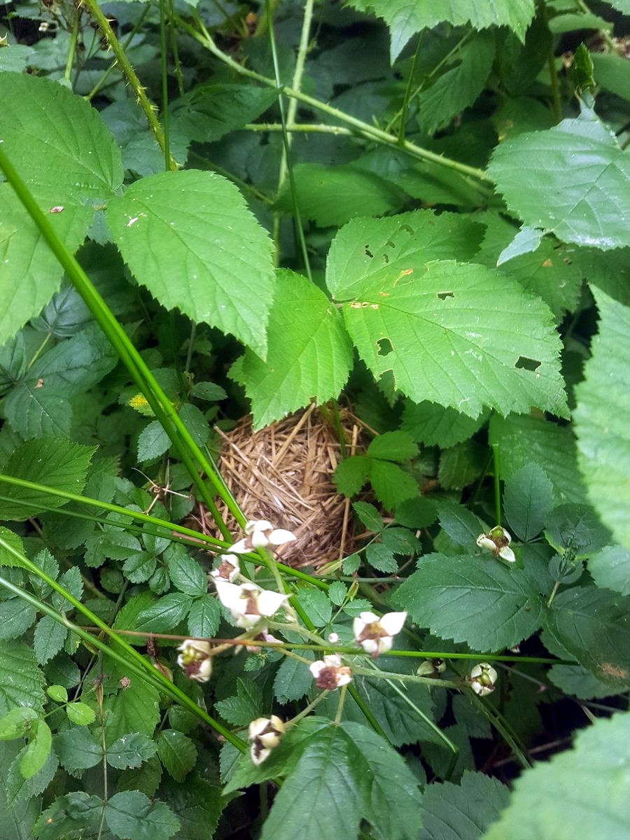 Dormouse nest