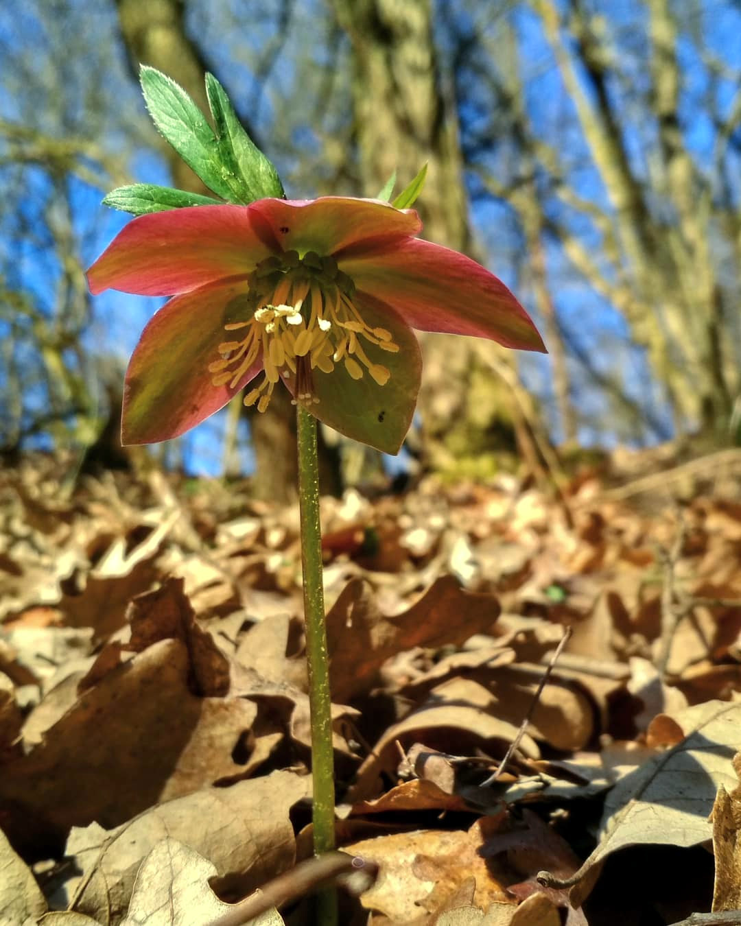 Purple hellebore