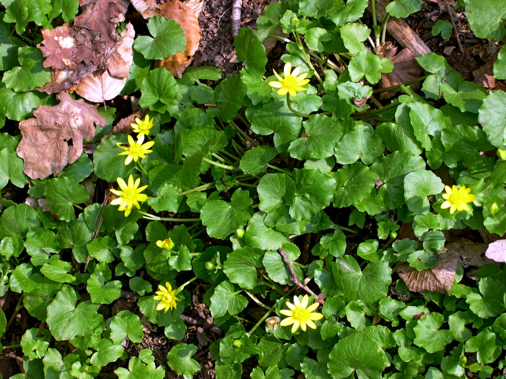 Lesser celandine