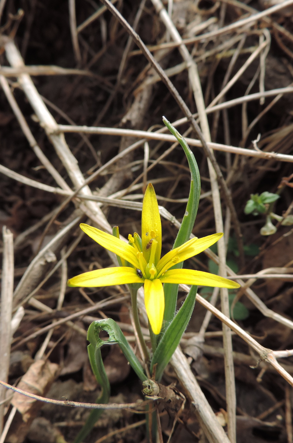 Yellow star-of-Bethlehem