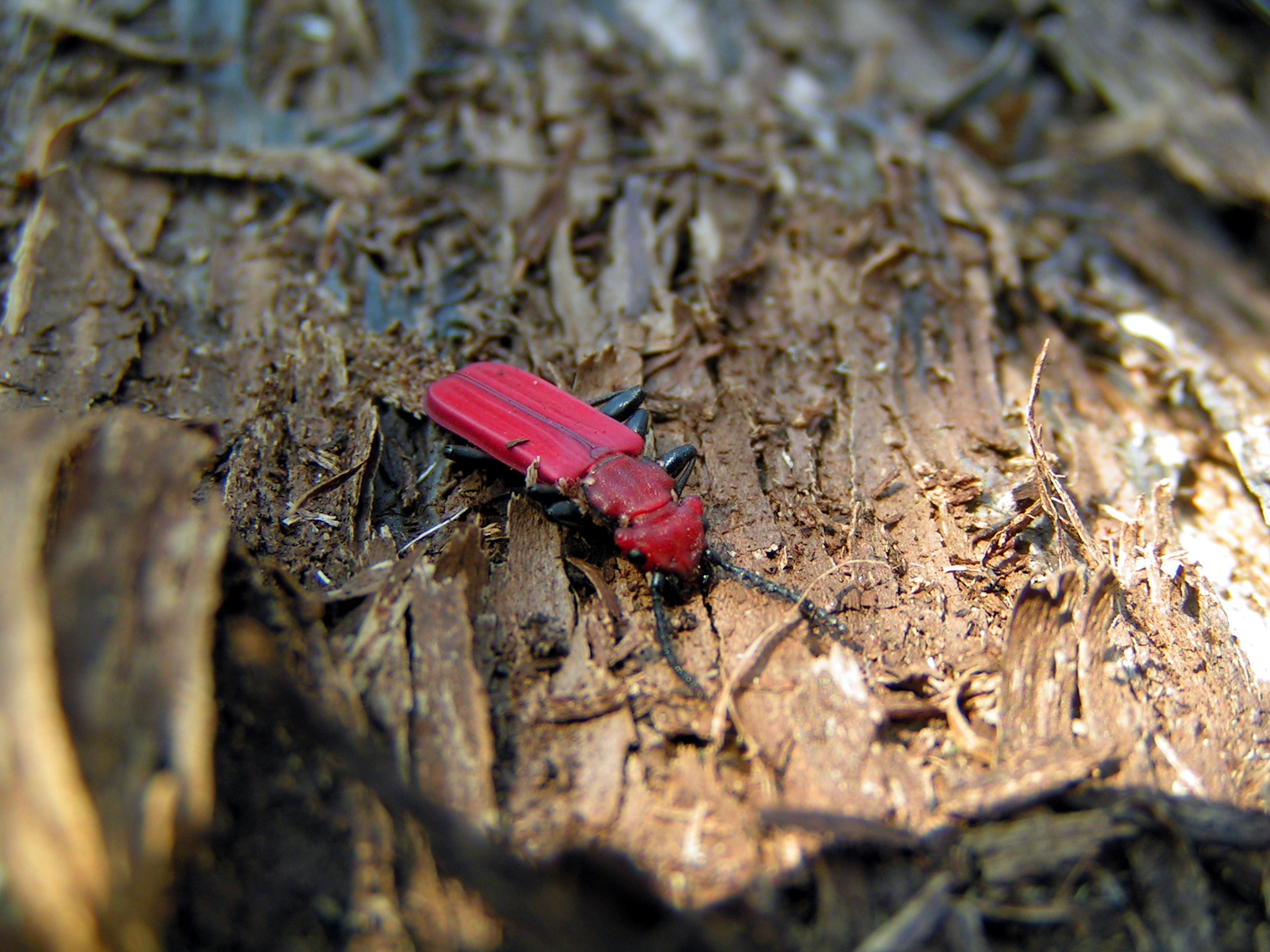 Red flat bark beetle