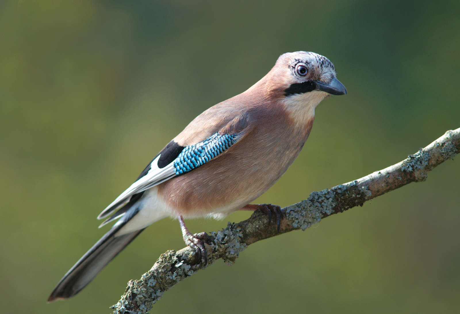 Eurasian Jay (Garrulus glandarius)