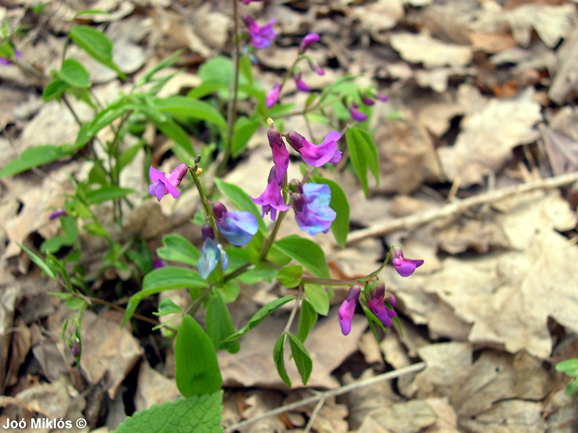 Spring vetch