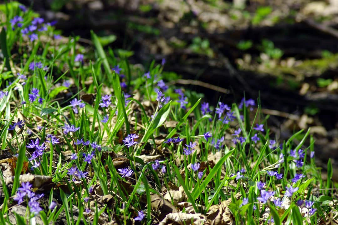 Carpet of flowers at spring