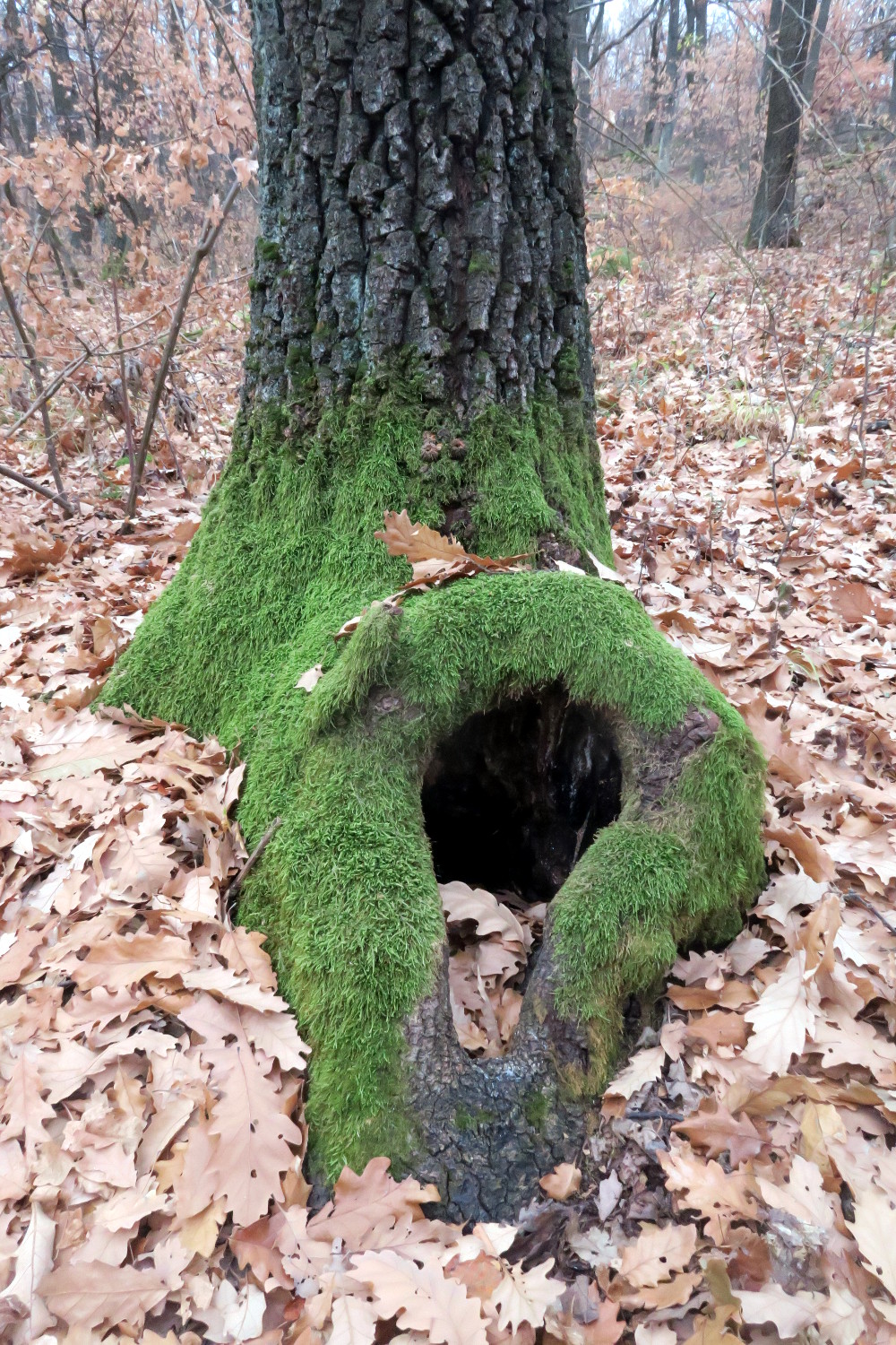 Basal tree hollows are one of the most important microhabitats.